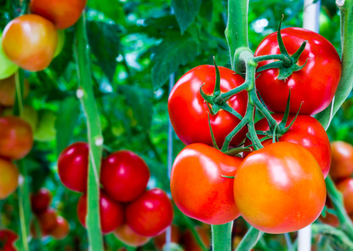 Томаты (источник фото: pinterest.com)