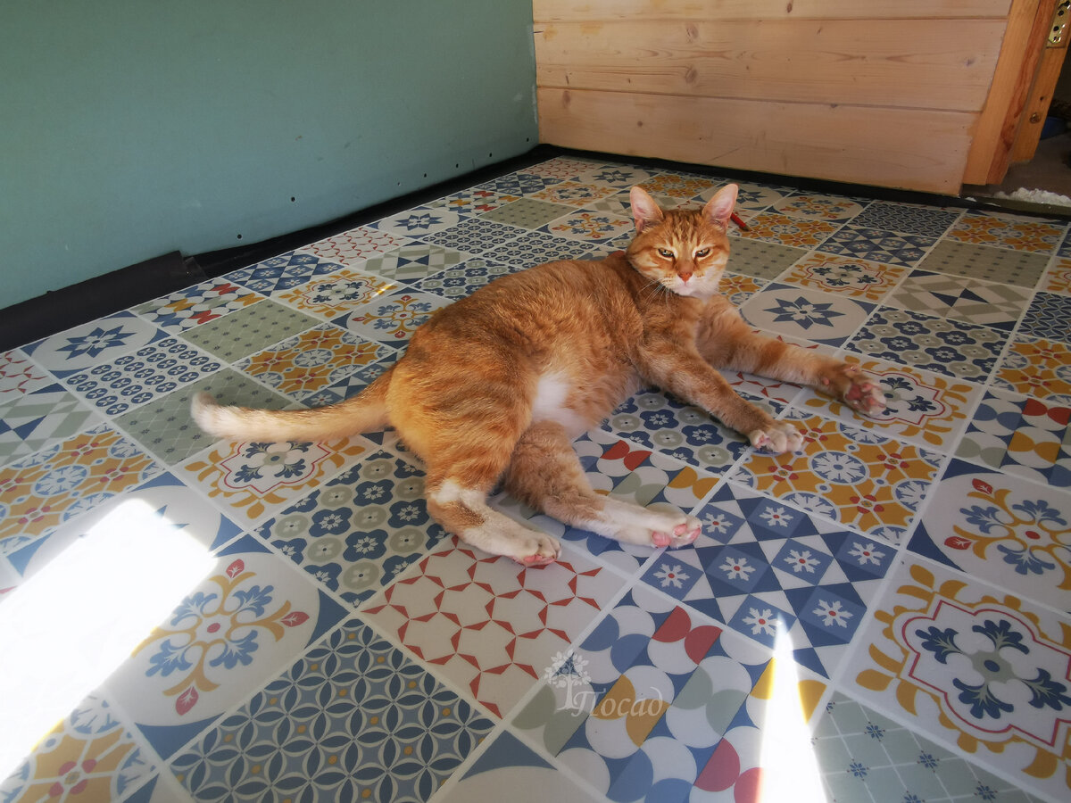 Котей активно высказывает свой одобрямс нашим полам.