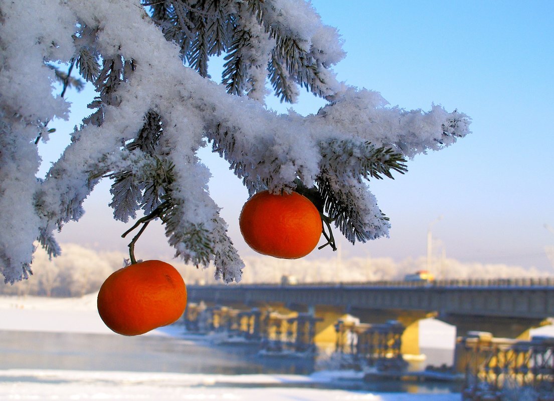 Персики в снегу