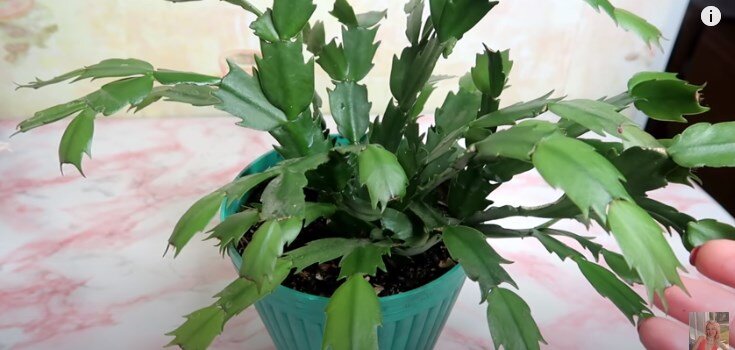 Вот так он у меня выглядел без подкормок