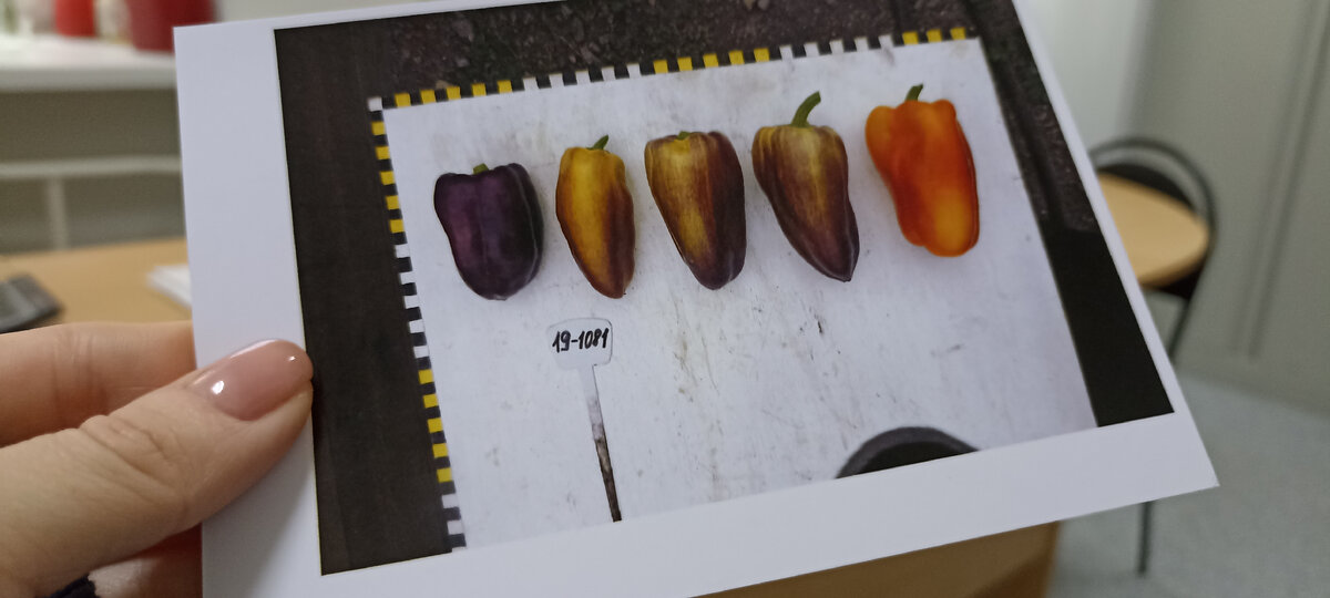 Новый сорт сладкого перца Уральский самоцвет