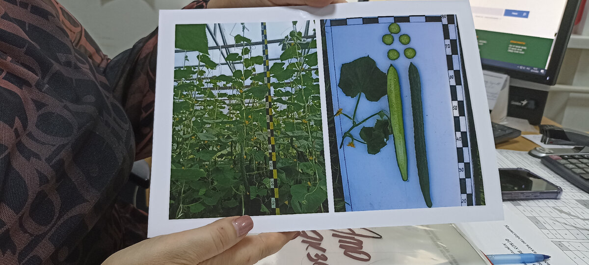 Новый сорт огурца китайский дракон