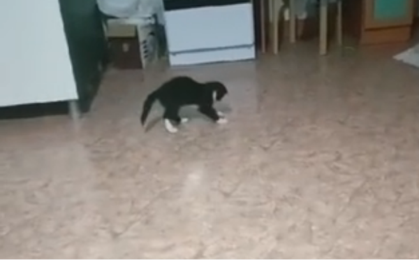 Везунчик очень игрив)