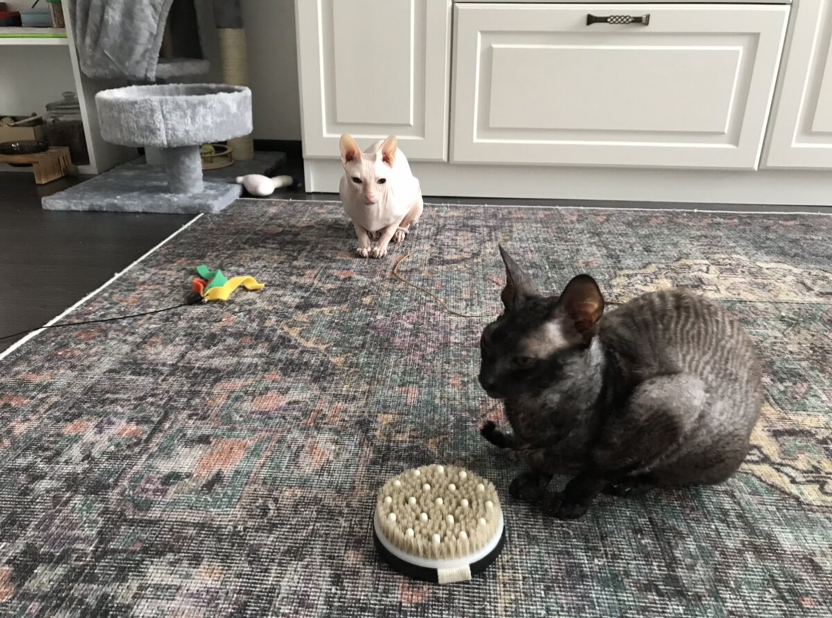 Лестат и Дита