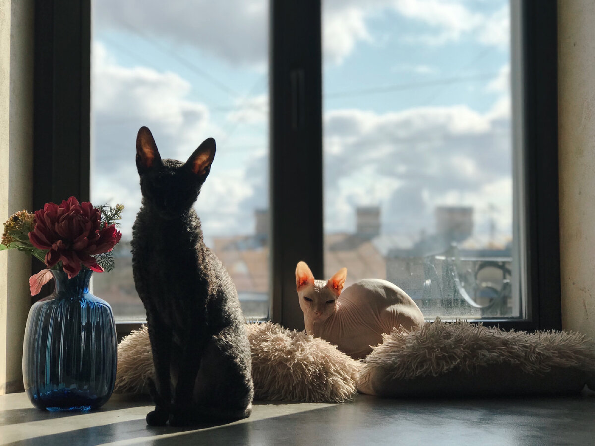 Любимчики 🥰