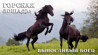 Кабардинская лошадь: Очень выносливая порода лошадей - национальная гордость Кавказа