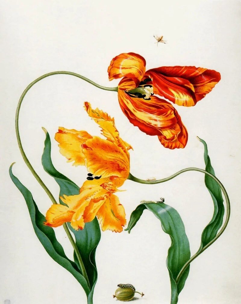 Мария Сибилла Мериан, акварель