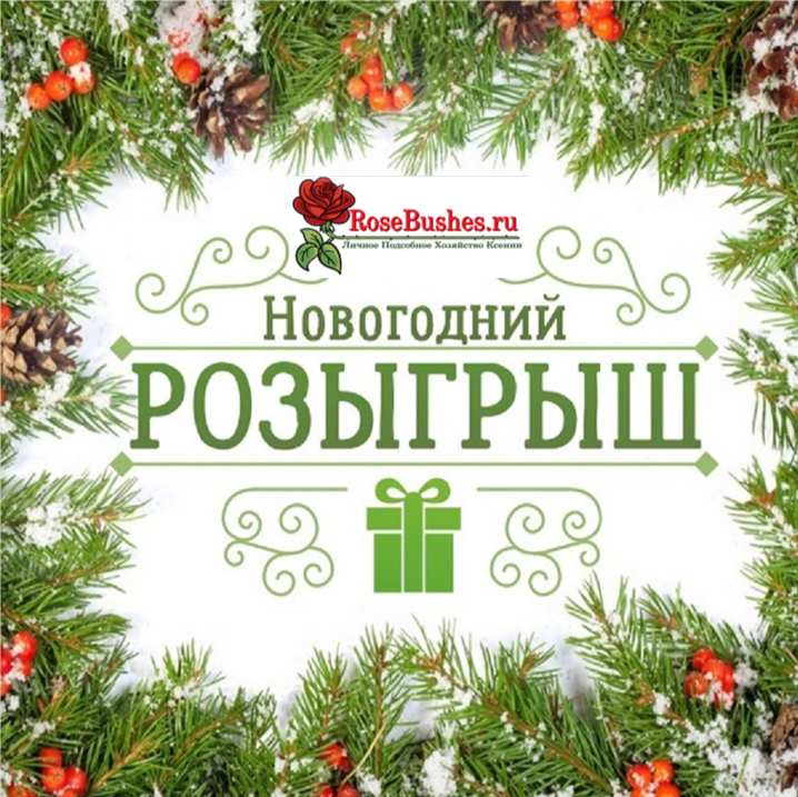     Rosebushes   ,      2024!        ,   ,      .