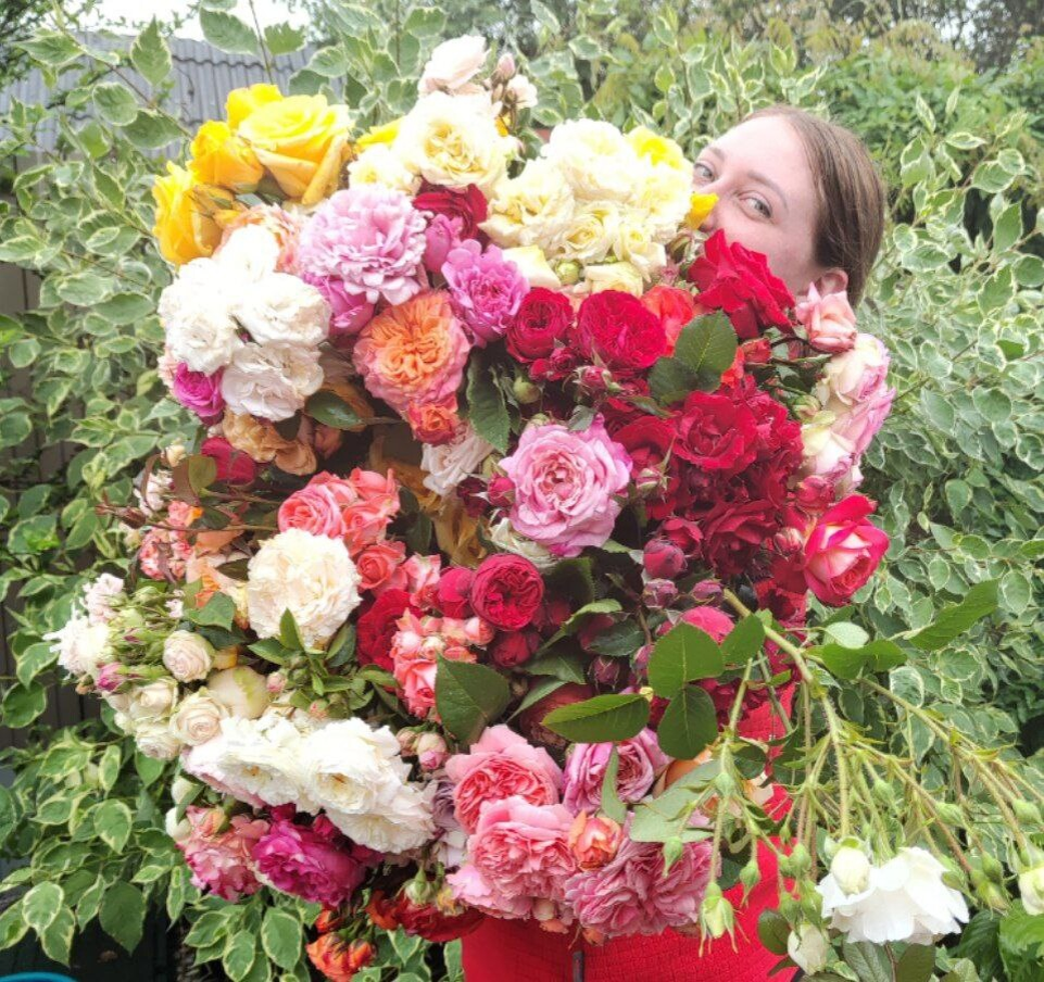     Rosebushes   ,      2024!        ,   ,      .-2