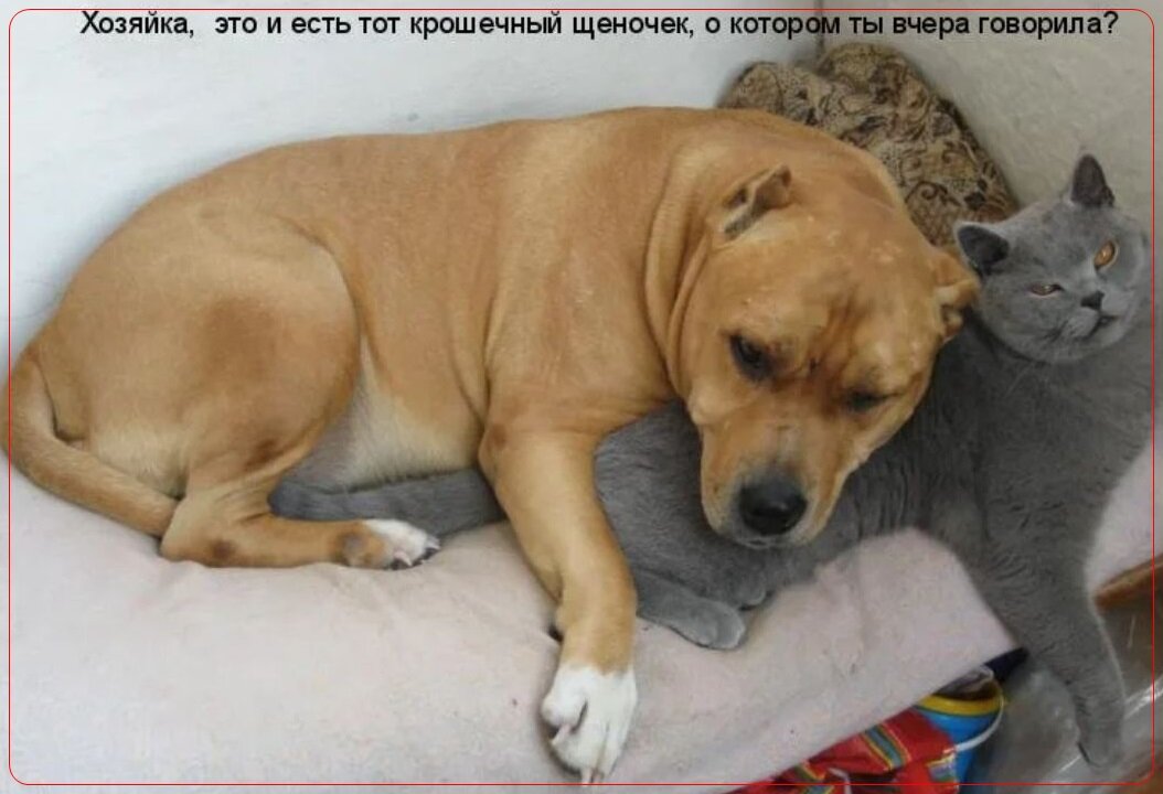 собака пристает к хозяйке. почему @ называется собака. хозяйка не знает что с ее собакой. хозяйка не знает что с ее собакой. смешные высказывания про собак.