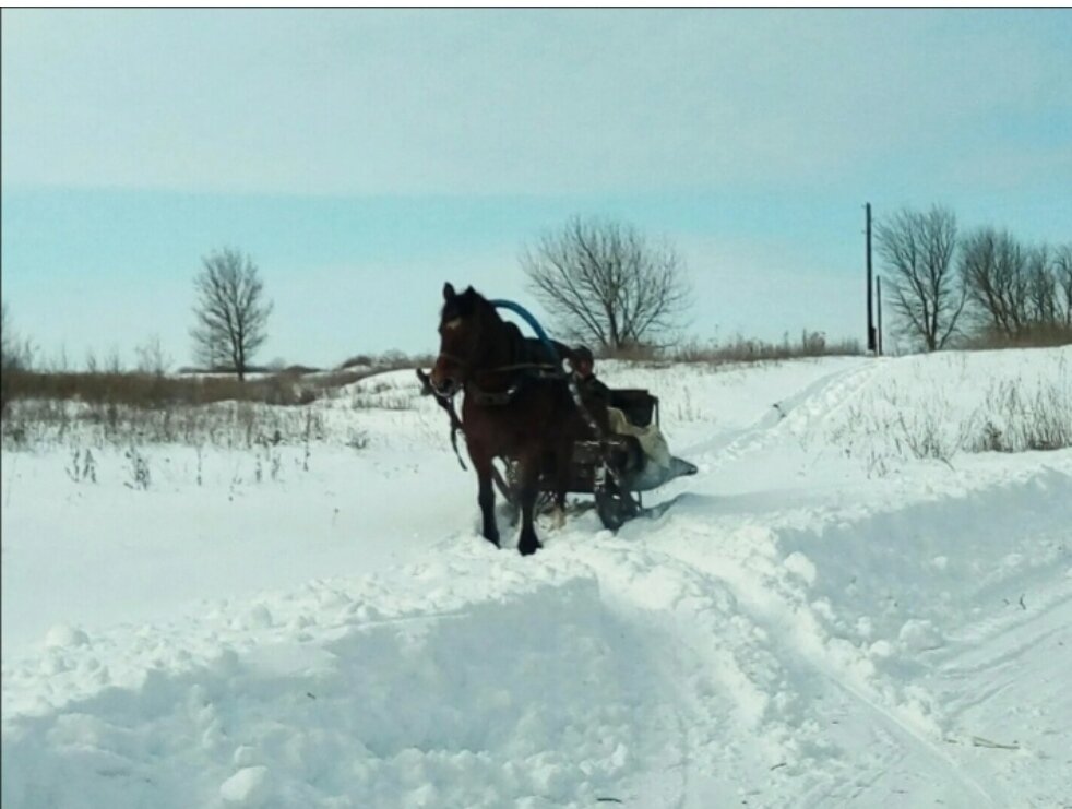 Вот такие здесь метели, без лошади не куда... 