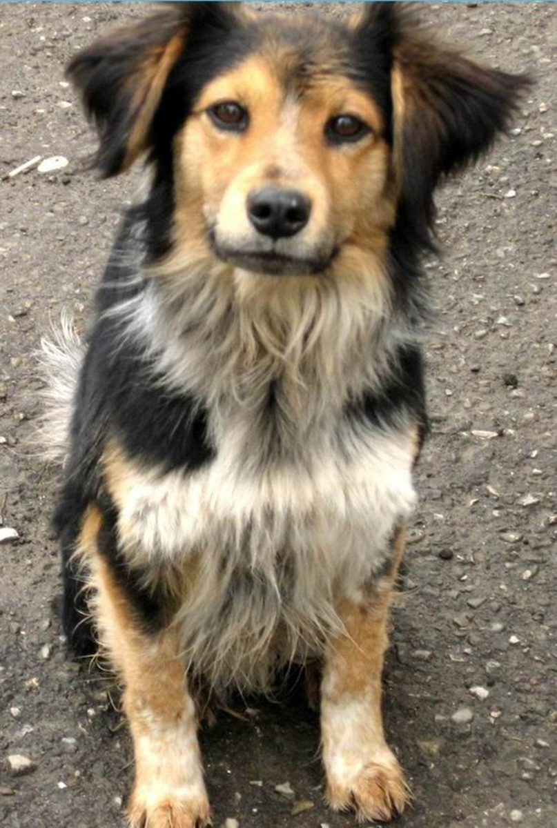 Фото из интернета...но очень похожа на мою Каштанку.