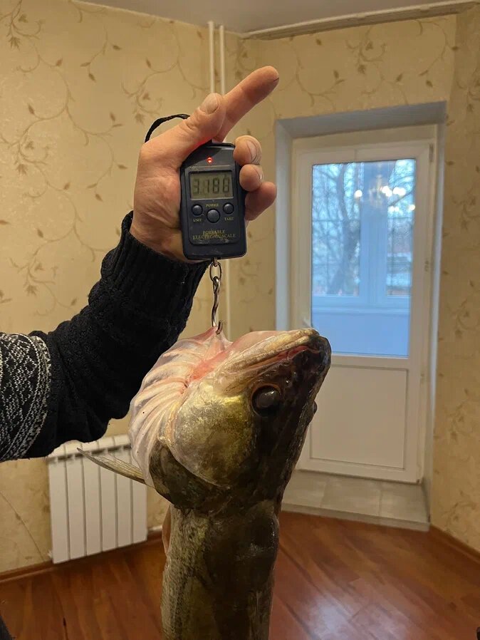 В морозилку не поместится. Выход: готовить консервы