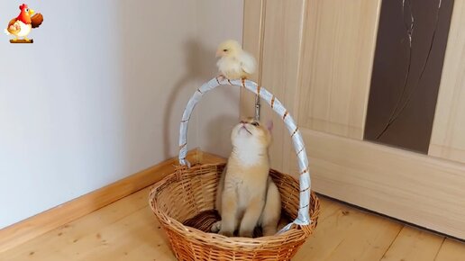 Котята и цыплята 🐈🐈‍⬛ 🐥🐤 Корзинка и коробка 🧺📦 Играют малыши 🤗