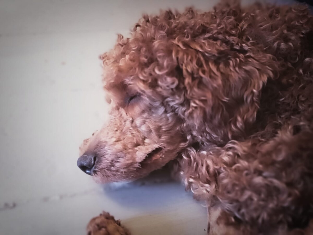 Румпель: - Я люблю всё... Вообще всё. 