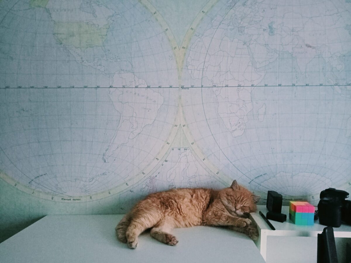 Барсик: - Перед тобой весь мир... А ты спать любишь... Я тоже... 