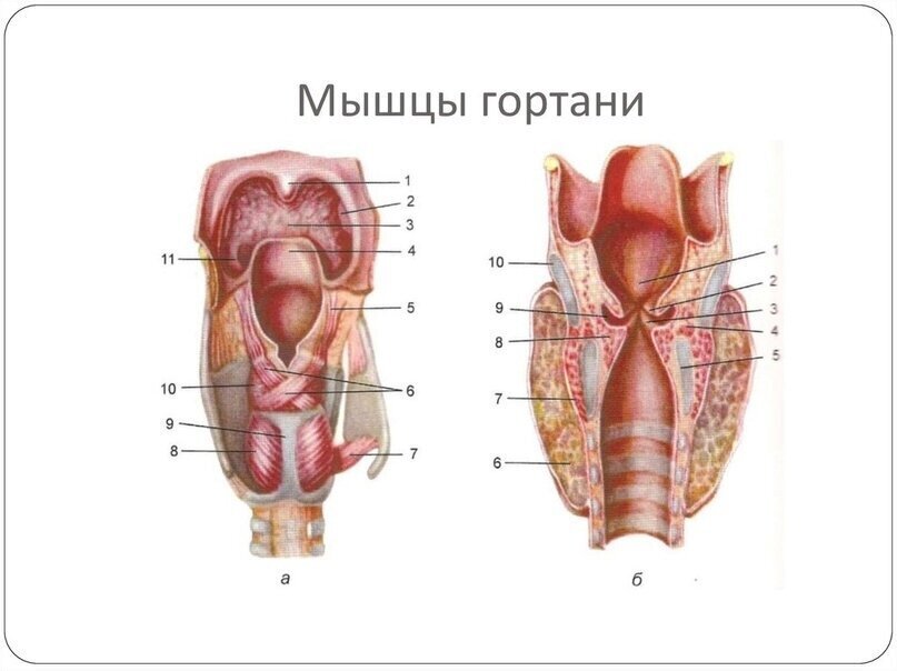 Нервный кашель у взрослых и детей: как лечить психогенный кашель на нервной почве