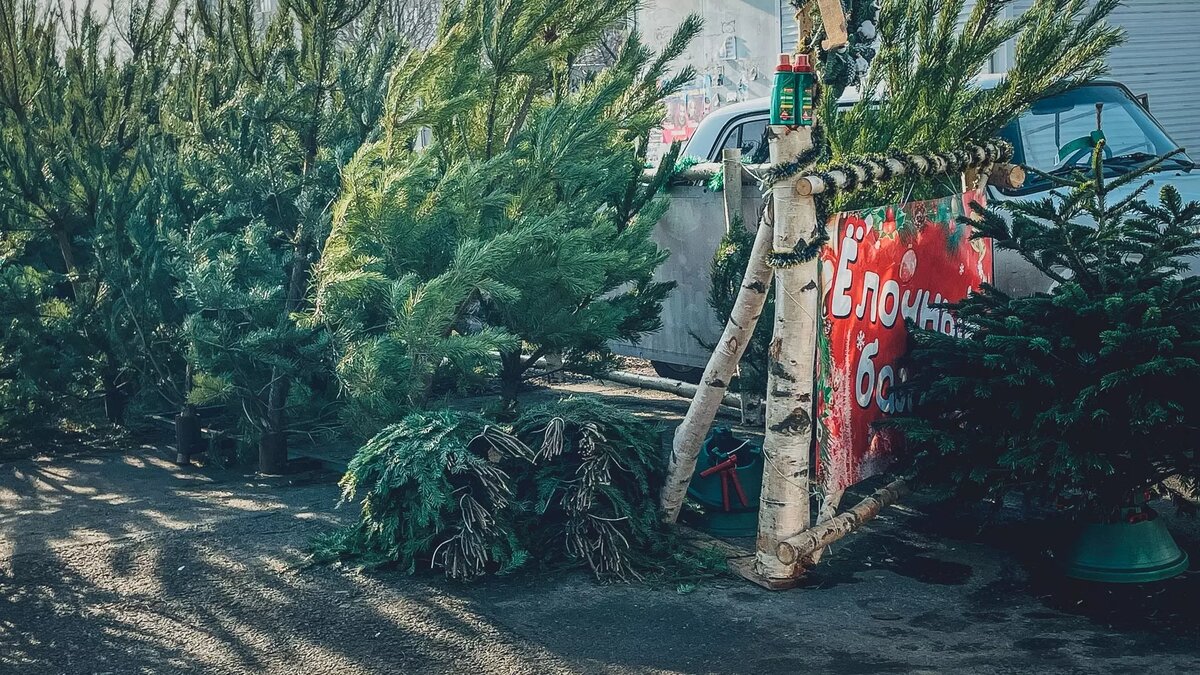     Елочные базары начинают открывать в Волгограде, одной из первых скоро заработает ярмарка у центрального рынка, сообщает мэрия.