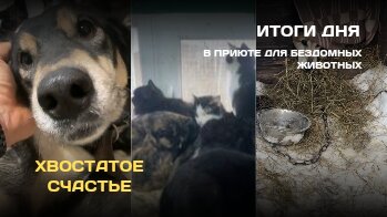 Итоги дня в приюте для бездомных животных Хвостатое Счастье 🐶 🐱