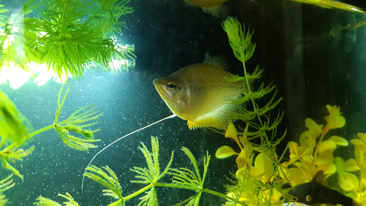 как- то надменно поглядывает...)