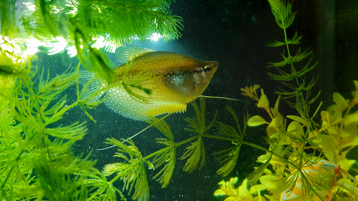 Плывем и все щупаем плавниками - "усами"