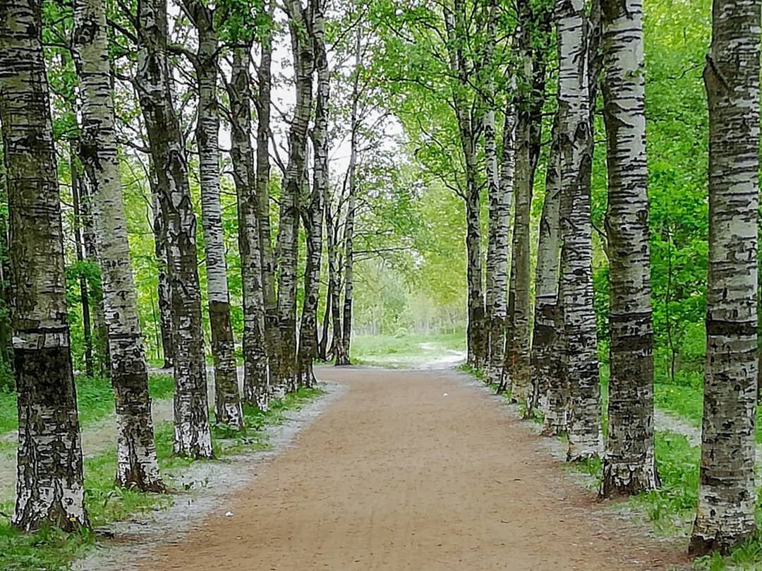 Green park санкт петербург. Город окруженный лесом. Полежаевский лес. Статусы про парк.