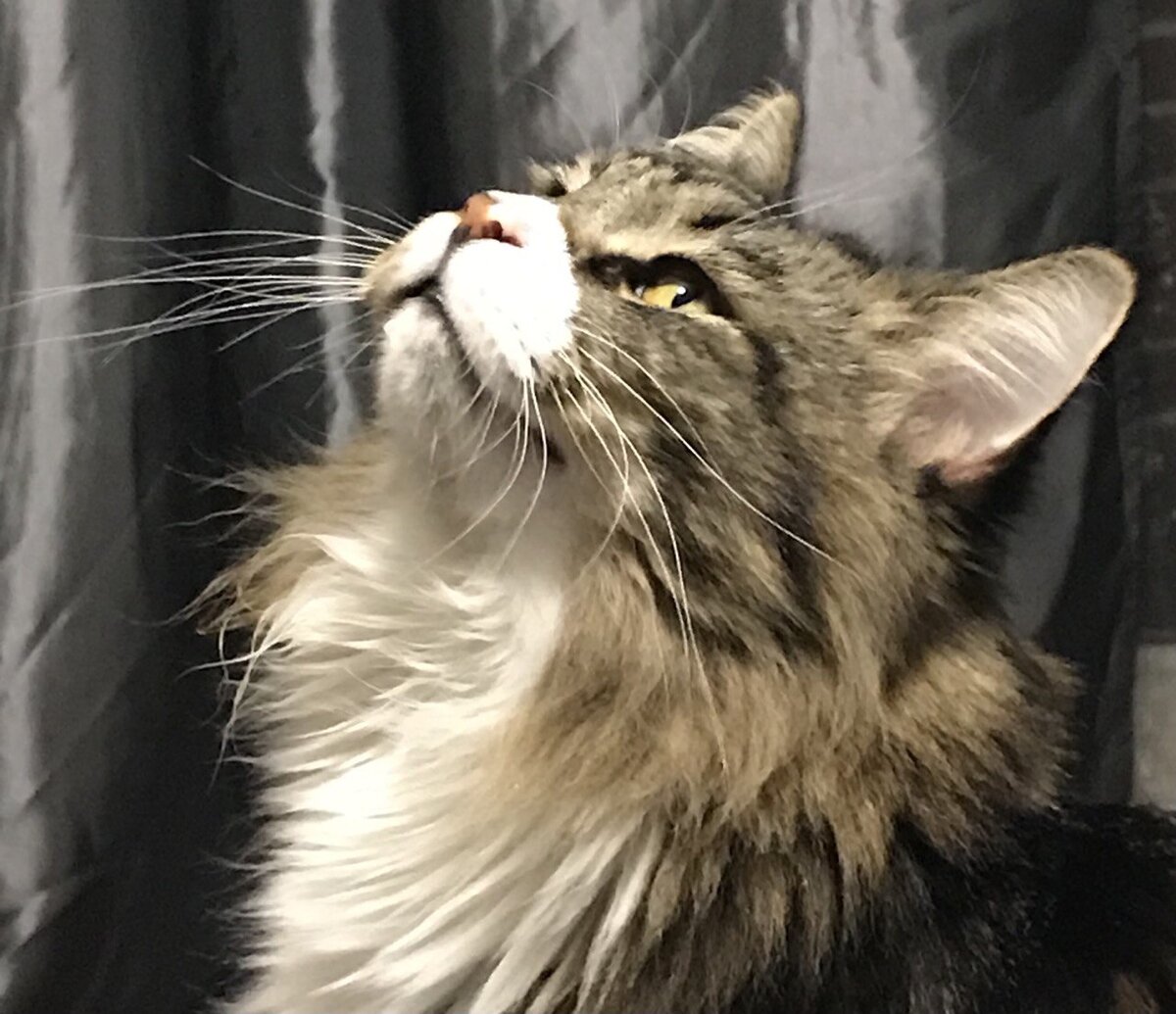 Кот Иннокентий хорошо разбирается в людях.  Фото: ФедералПресс / Ирина Юзеева