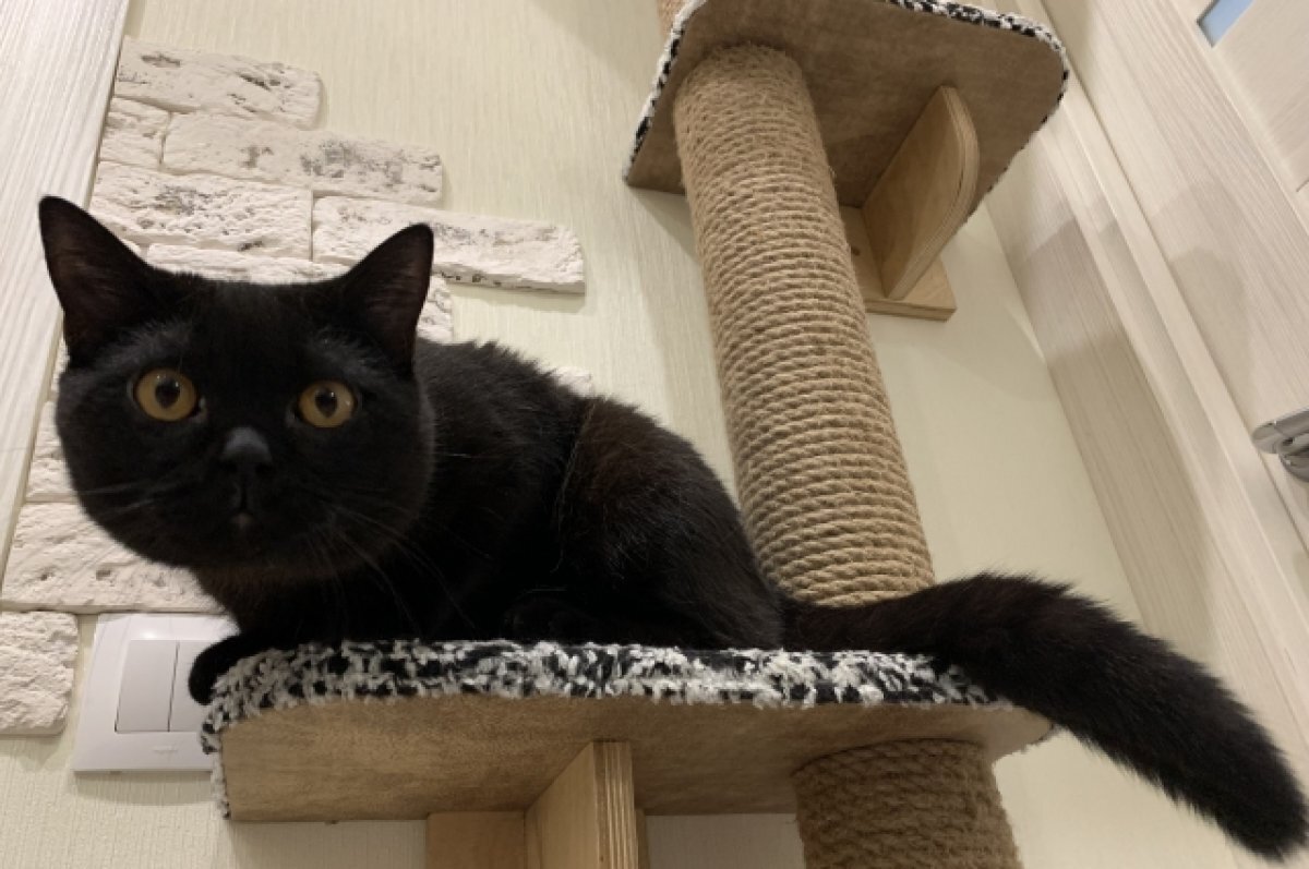    В декабре «Росгосстрах» предлагает выгодно купить полис «Зверье мое»