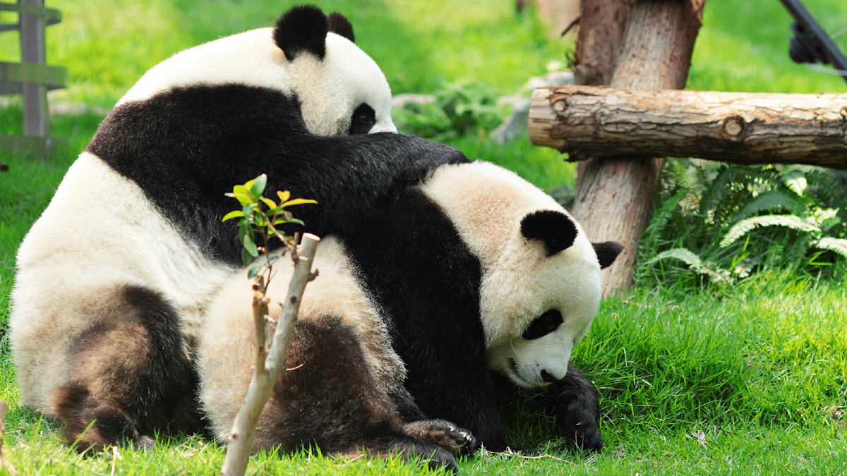 Panda species. Панда брачный период. Панда фото брачный период. Панды не могут размножаться. Чулки Панда.