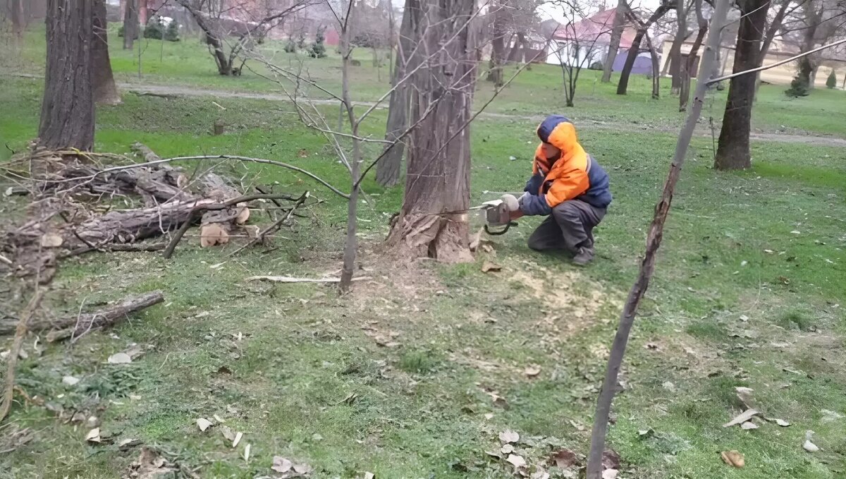 Рабочие намерены уничтожить более 100 деревьев в парке Чуковского в Ростове  | RostovGazeta.ru | Дзен