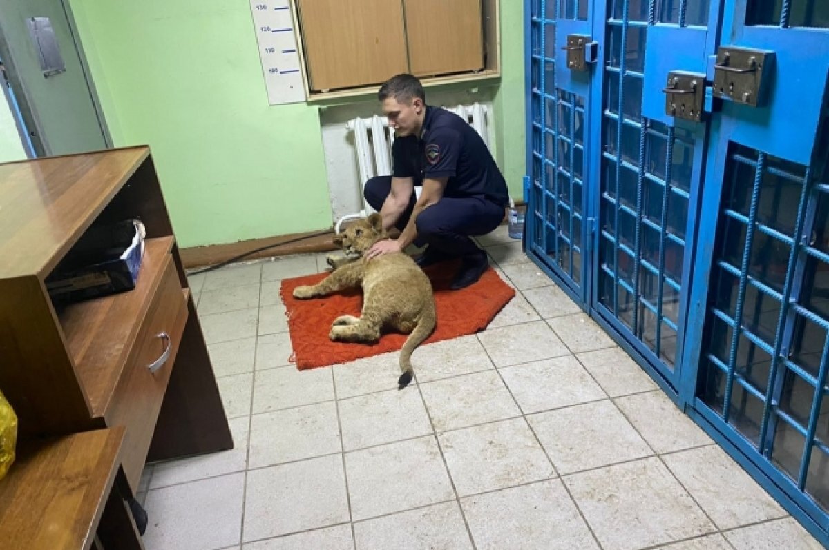    УМВД опубликовало видео с изъятым в Оренбуржье контрабандным львенком.