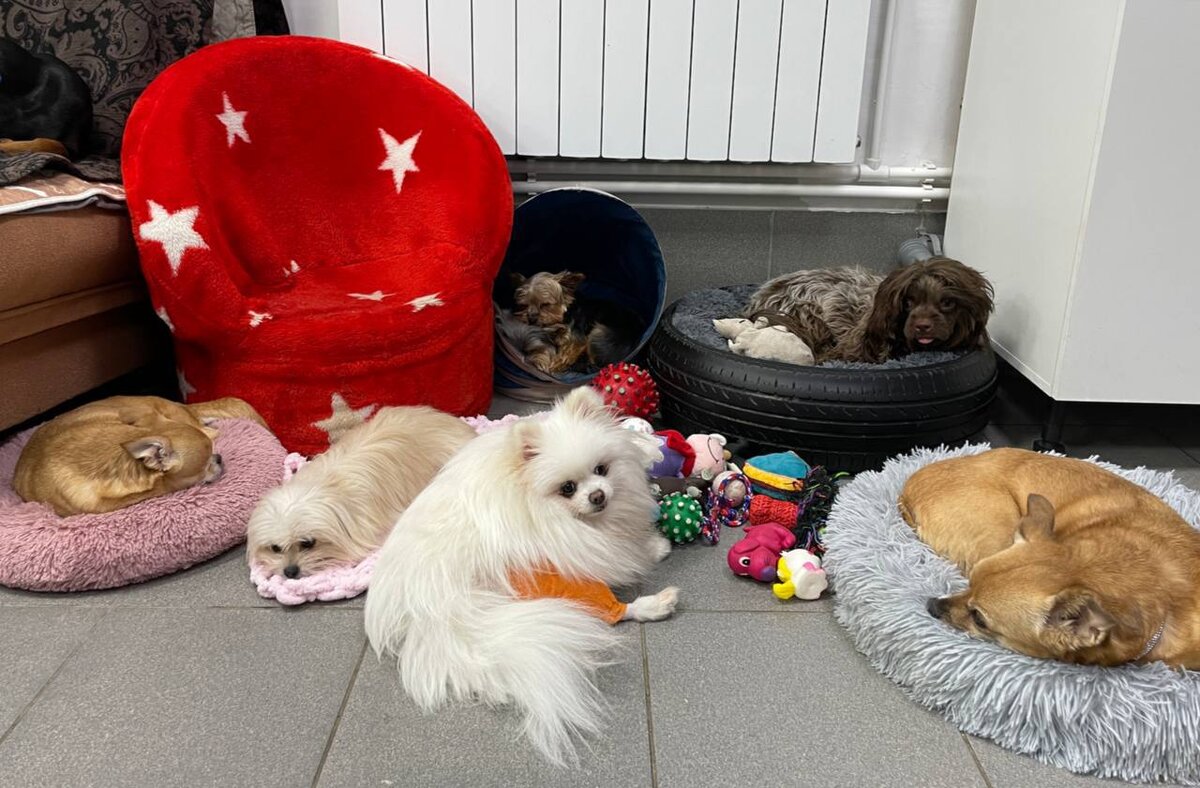 Приют маленьких собак Домик Мелкашей