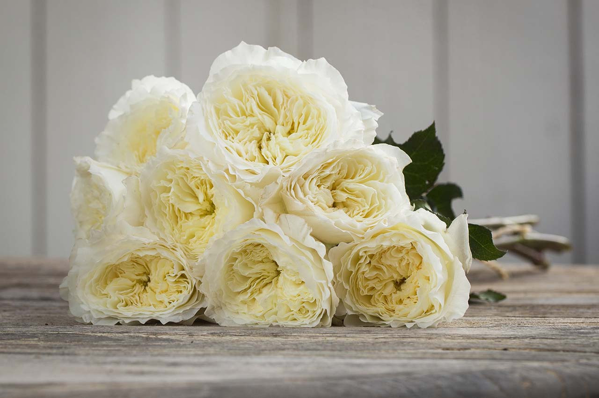 Пэйшнс. Patience. (Англ. Срезочная)