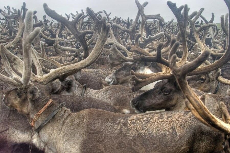 харизма карпентер спасатели малибу. остров обманутых. похождения мёртвого. Emily kusche. остров обманутых.