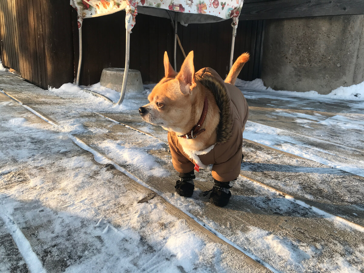 Чихуахуа Лаки Рыжий 