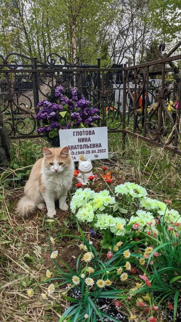 Могила Нины. Котик не ее. 