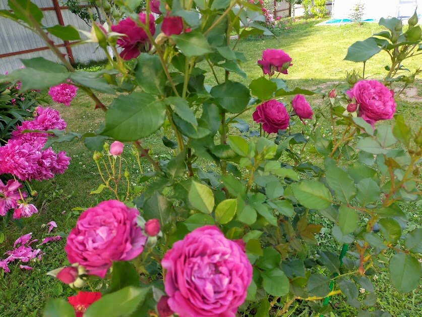 Роза Блю Эден. Фото Анны.