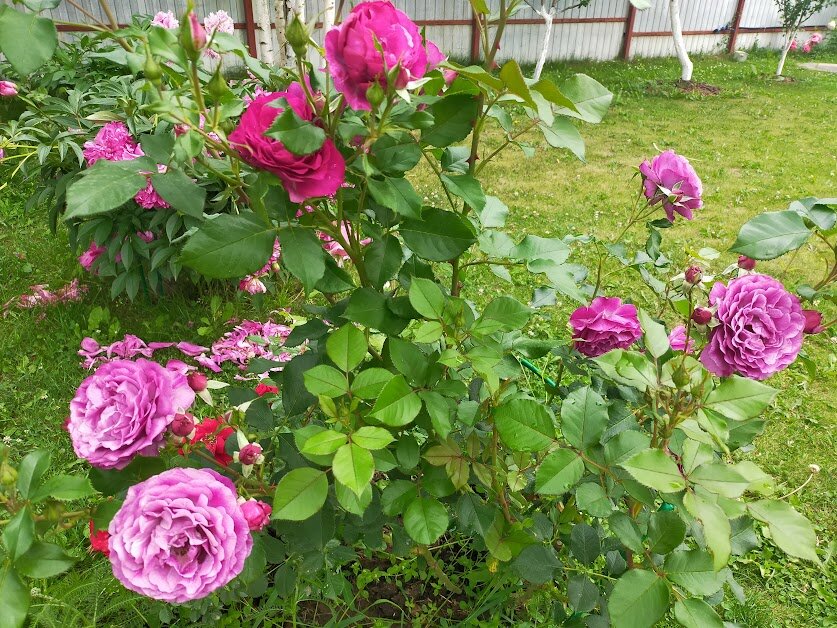 Роза Блю Эден после дождя. Фото Анны.