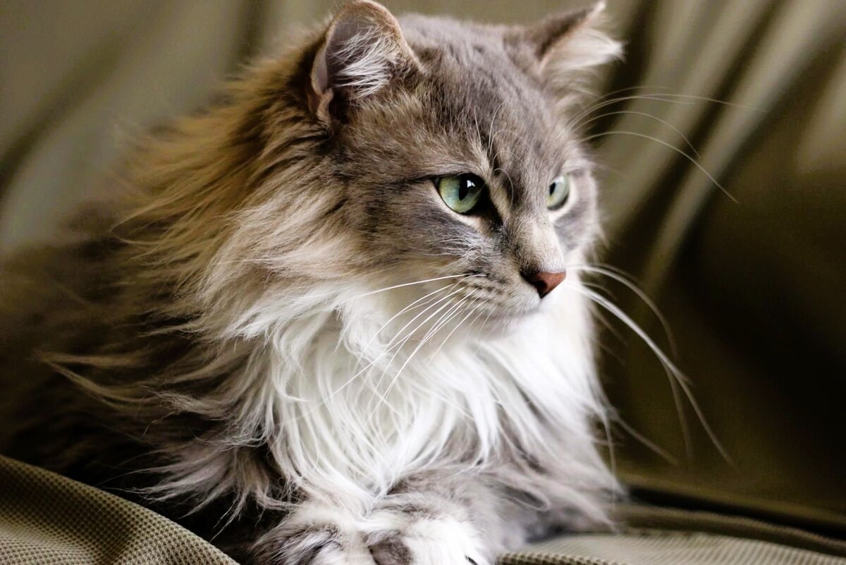 Яндекс. Картинки