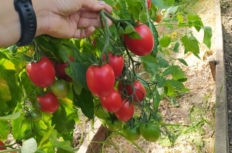 Высокоурожайный куст томата.