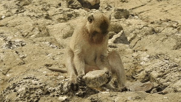   Raza Muhammad et al. / American Journal of Primatology, 2023
