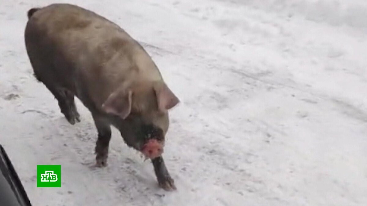 Смотрите зоо порно видео с свиньями