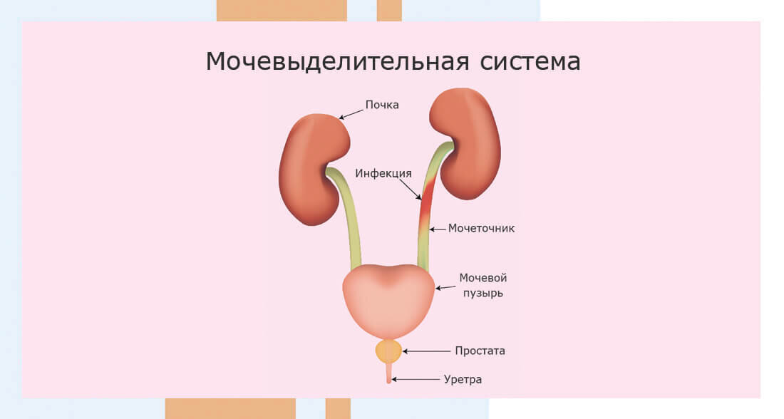 Мочевыделительная система