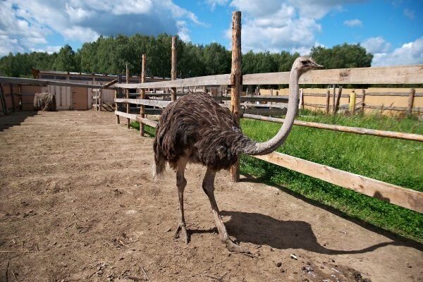 Выбор и уход за страусами