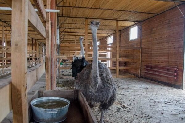 Способы, позволяющие освоить разведение страусов в домашних условиях для начинающих