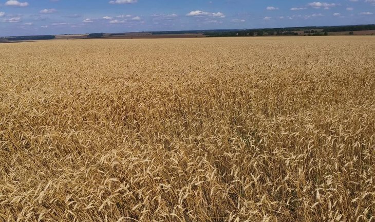    Что такое грамотная сортовая политика