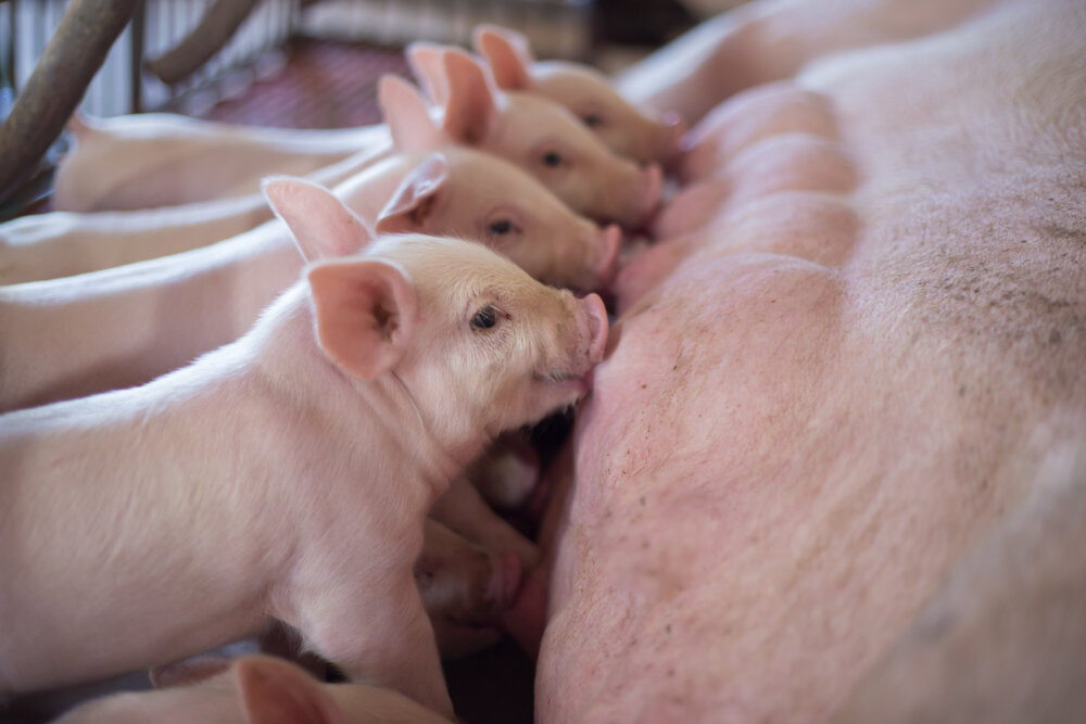 Откорм свиней на мясо может стать хлопотным процессом, учитывая потребность свиней в большом количестве питательных веществ.