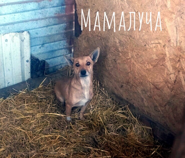 Мама Лучика