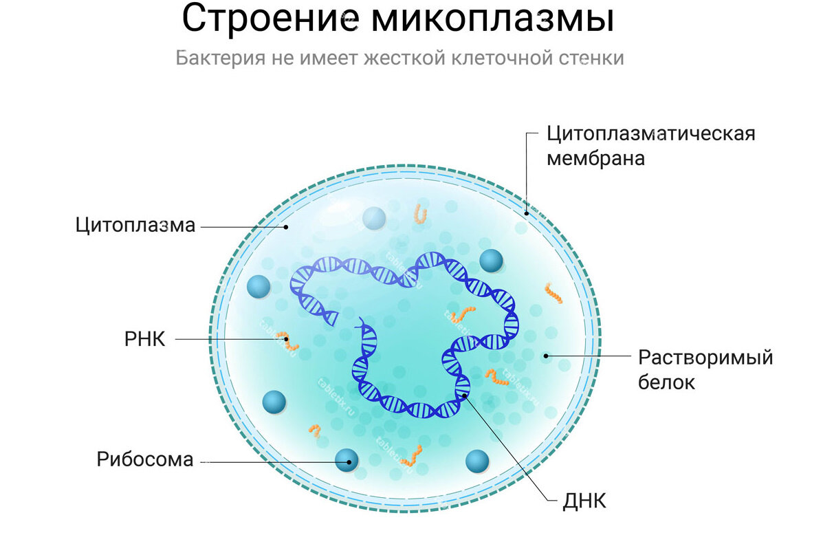 МикоПлазмид-23, антибиотики не помогут, а кто-то станет богаче | Геолог и  путешественник | Дзен