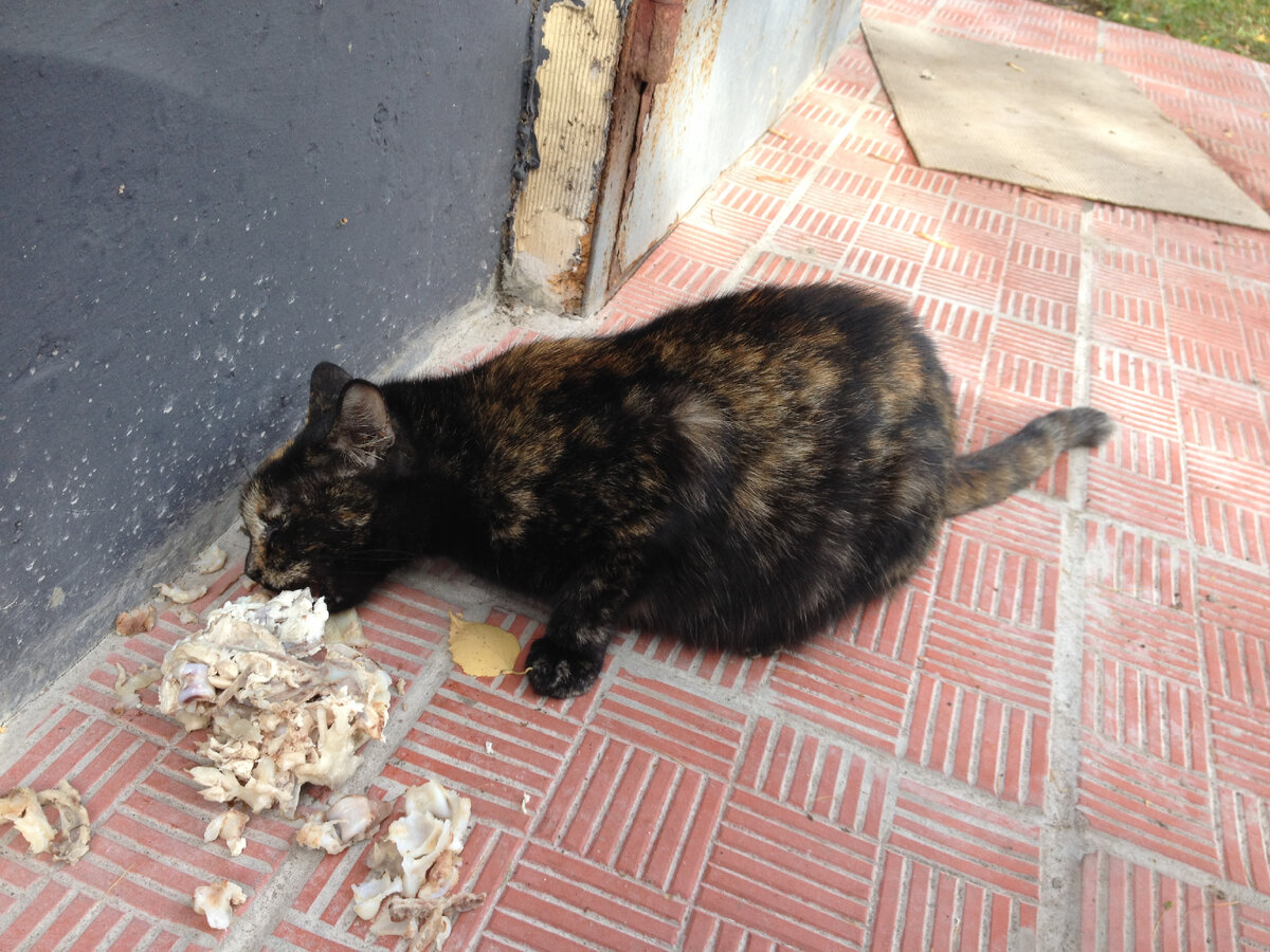 Хронически беременная кошка Паучок